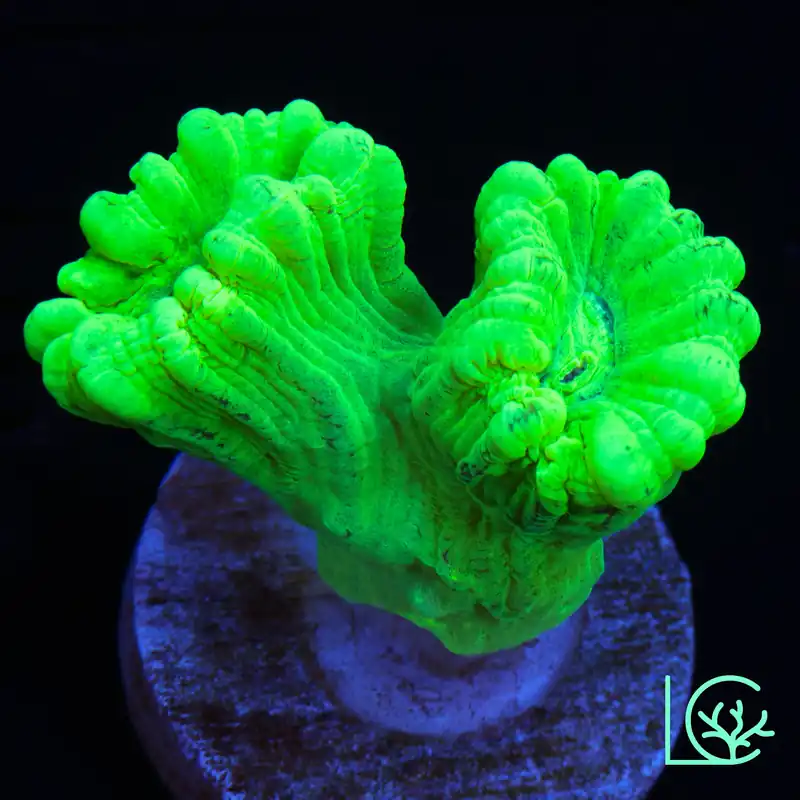 LC Toxic Yellow Candy Cane Trumpet WYSIWYG - Lush