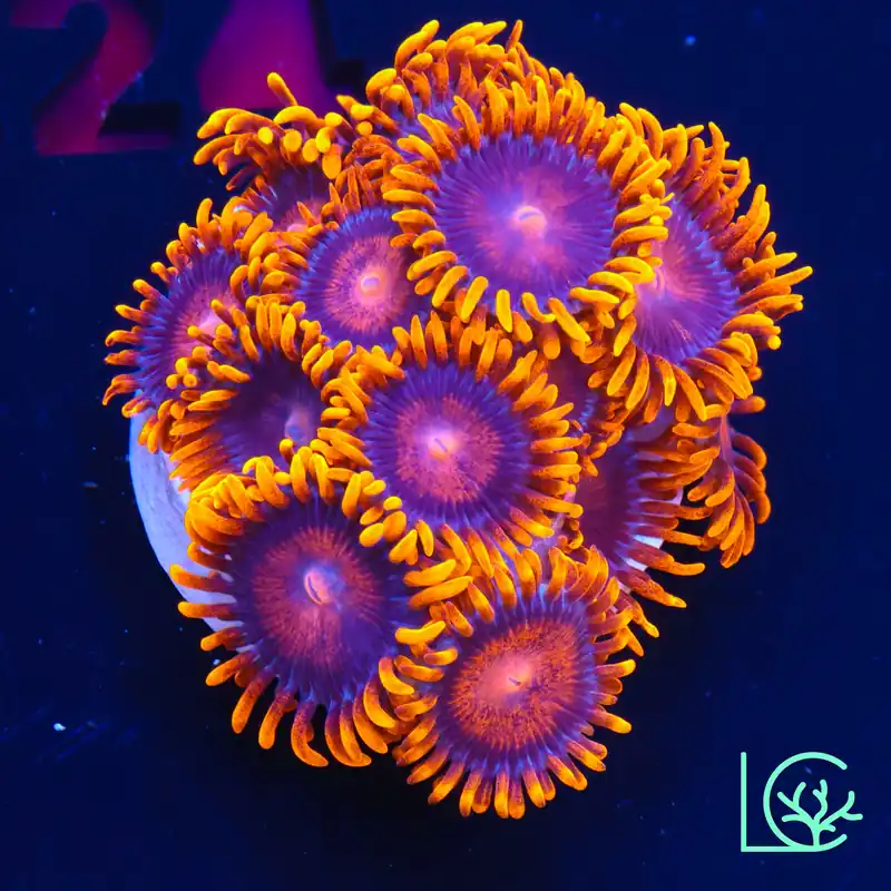 Bambam Zoa WYSIWYG - Lush