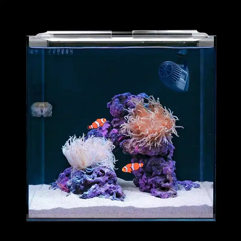 Clownfish and Anemone Kit - Hello Reef