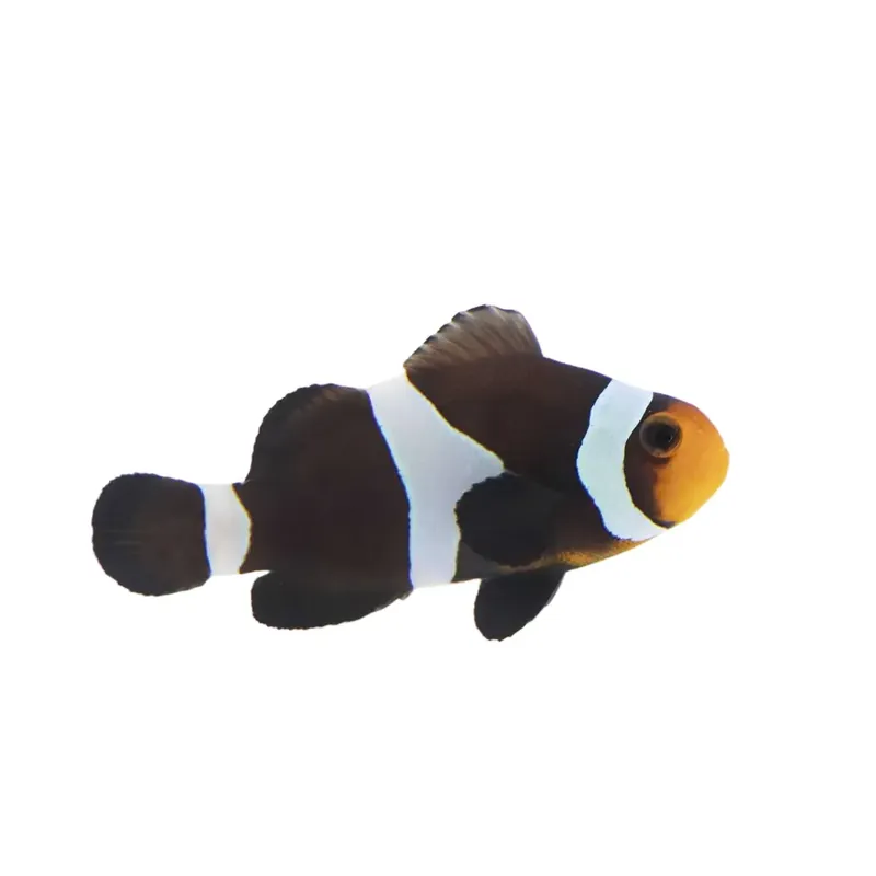 Black Ocellaris Clownfish - Proaquatix