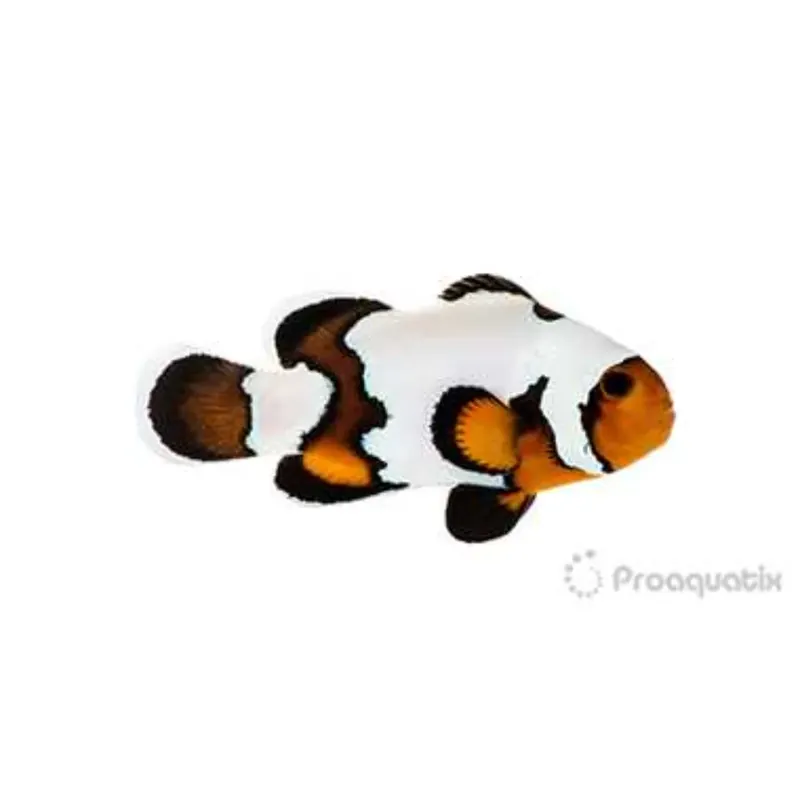 Premium Black Ice Snowflake Clownfish - Proaquatix