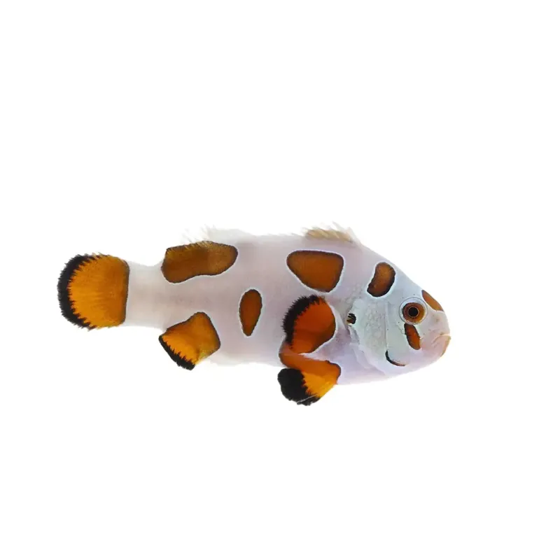 Orange Storm Clownfish - Proaquatix