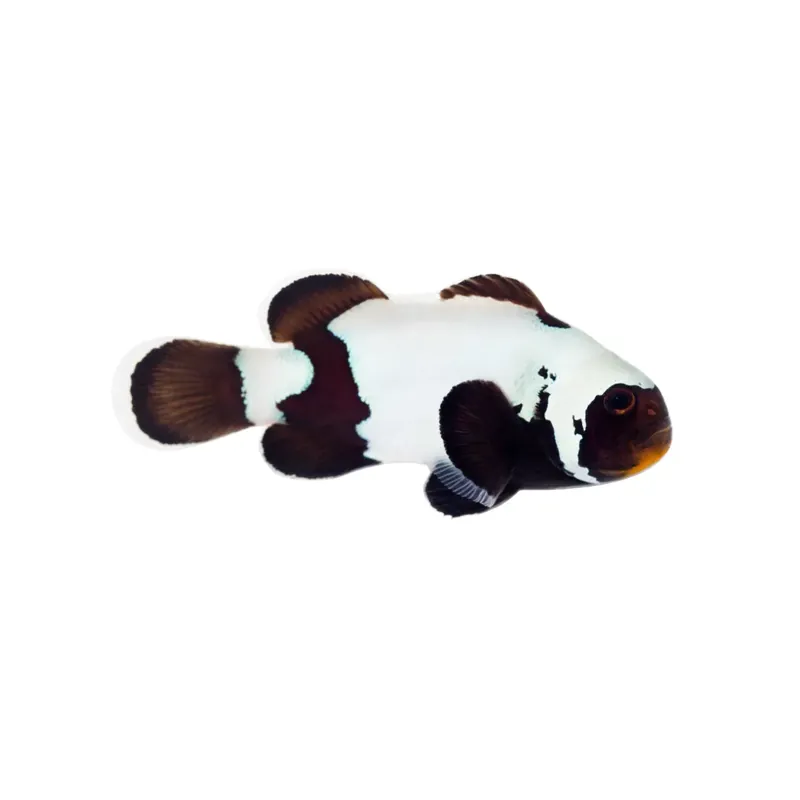 Premium Black Snowflake - Proaquatix