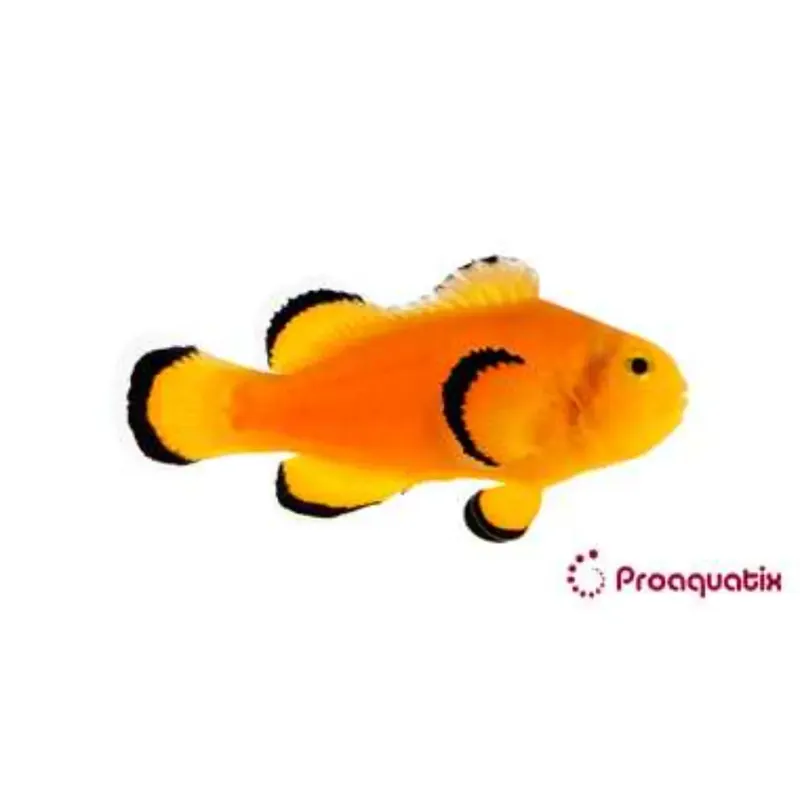 Naked Ocellaris Clownfish - Proaquatix