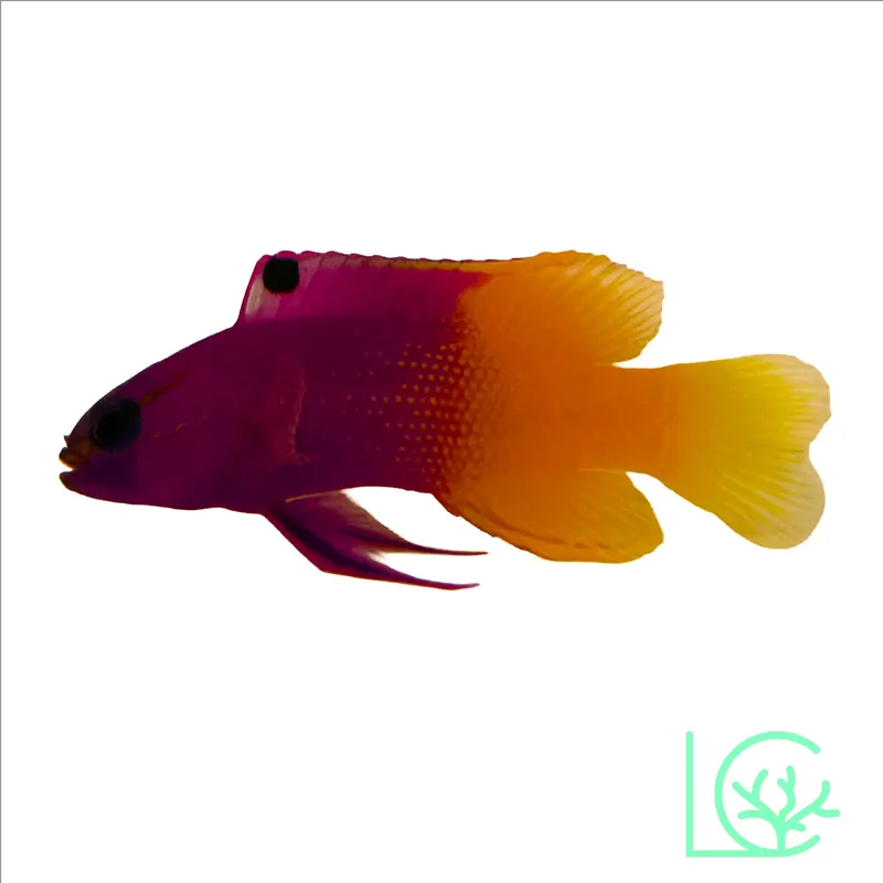 Royal Gramma Basslets - Lush