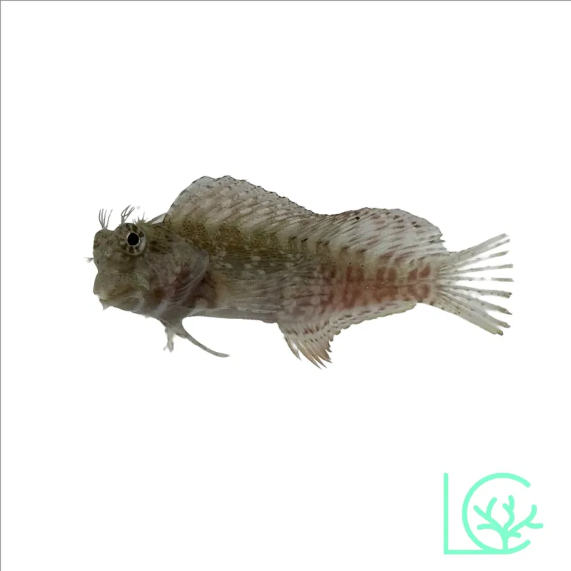 Lawnmower Sailfin Algae Blenny - Lush