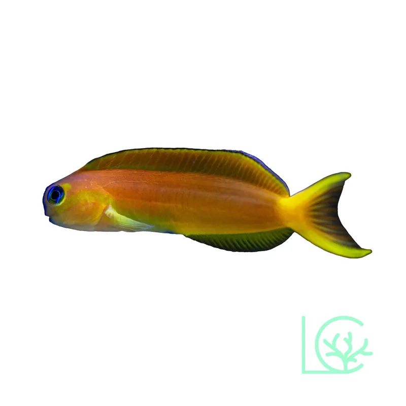 Midas Blenny - Lush