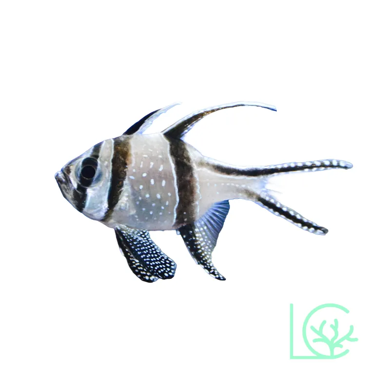 Banggai Cardinals - Lush