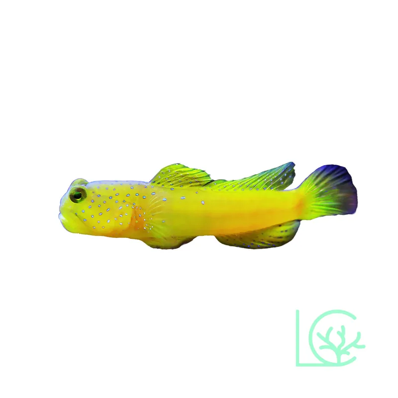 Yellow Watchman Goby - Lush