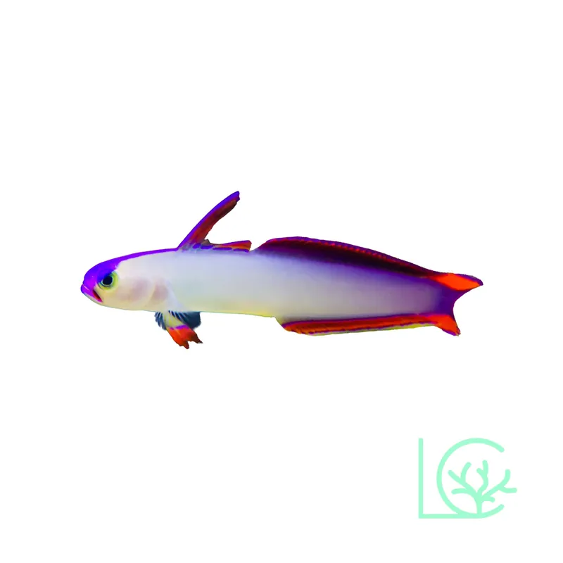 Purple Firefish Goby - Lush