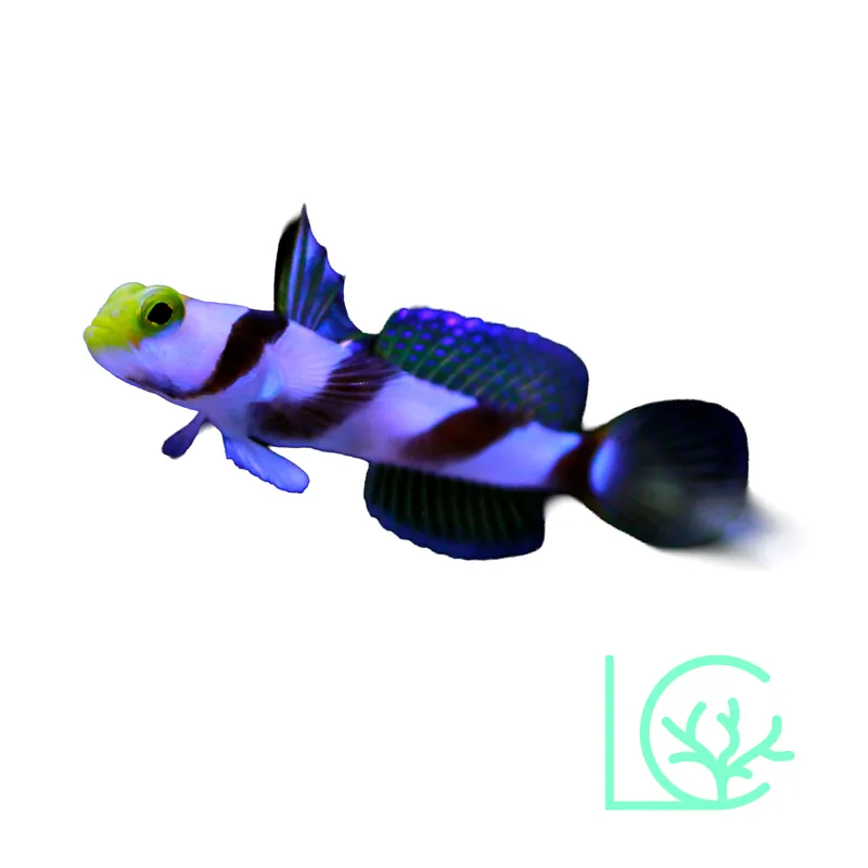 Hi Fin Red Banded Goby - Lush