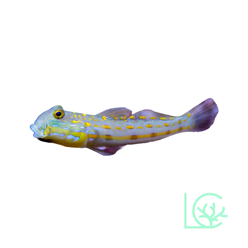 Diamond Goby - Lush
