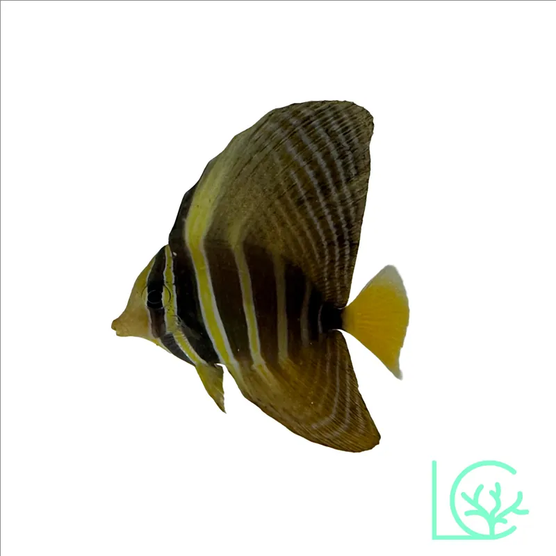 Sailfin Tang - Lush