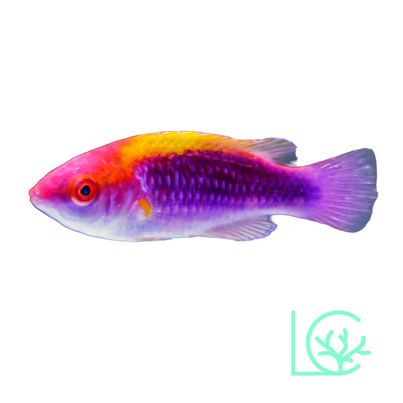 Multicolor Lubbock's Fairy Wrasse - Lush