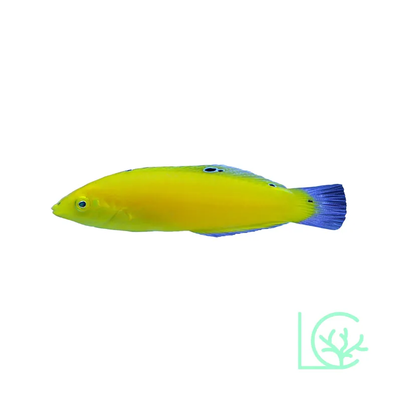 Yellow Coris Wrasse - Lush