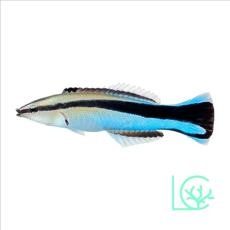 Cleaner Wrasse - Lush