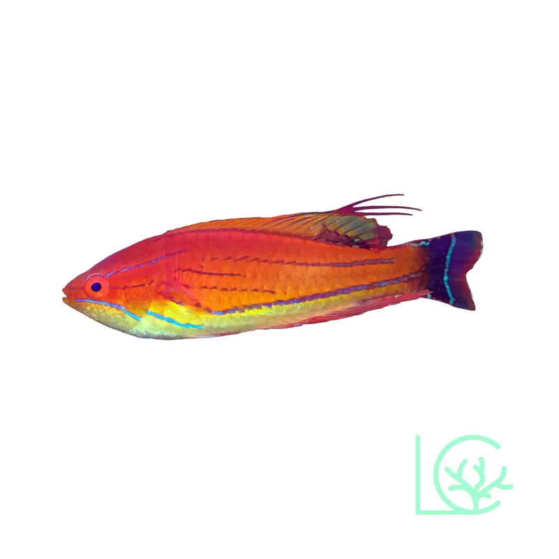 Carpenter's Flasher Wrasse - Lush