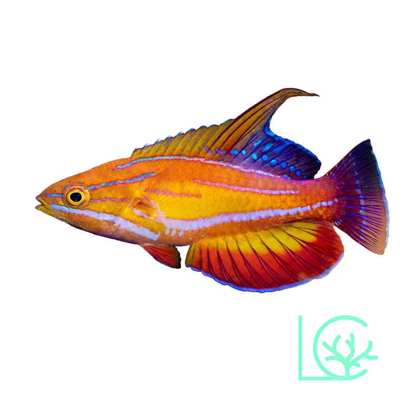 McCosker's of Maldives Wrasse - Lush