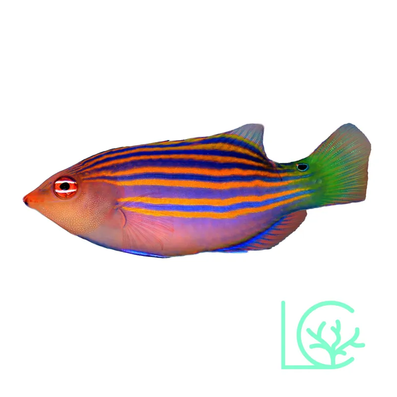 Six Line Wrasse - Lush