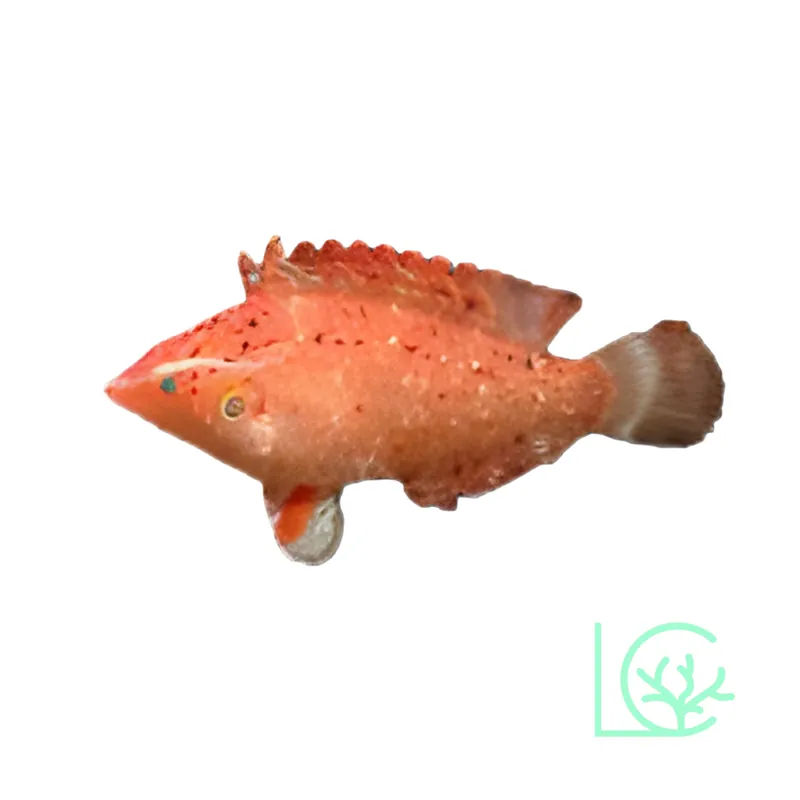 Cryptic Wrasse - Lush