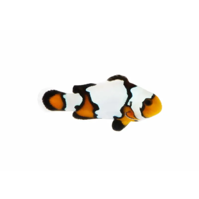Black Ice Snowflake Clownfish - ORA