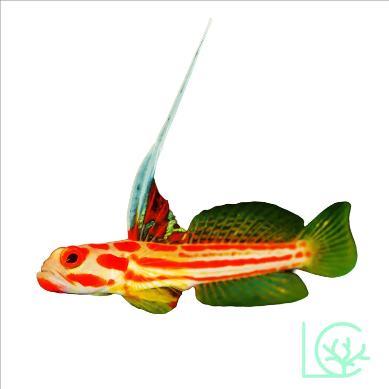 Yasha Goby - Lush