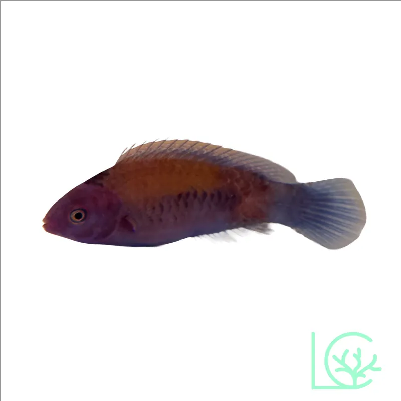 Orangeback Fairy Wrasse - Lush