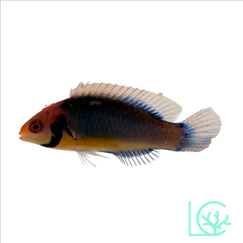 Solorensis Fairy Wrasse - Lush
