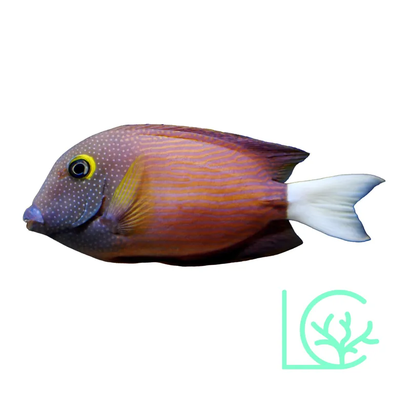 Whitetail Bristletooth - Lush