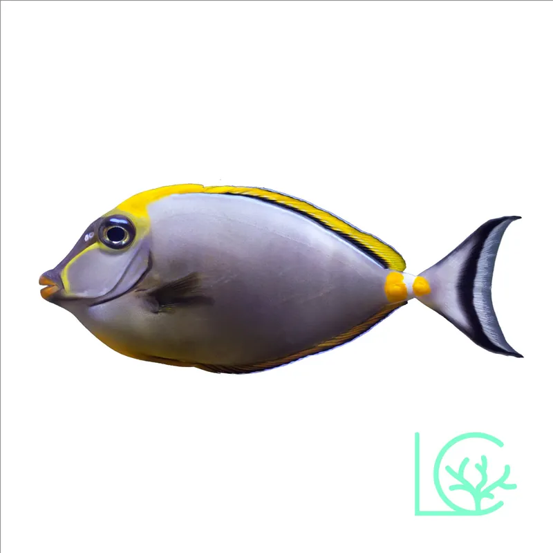Blonde Naso Tang - Lush