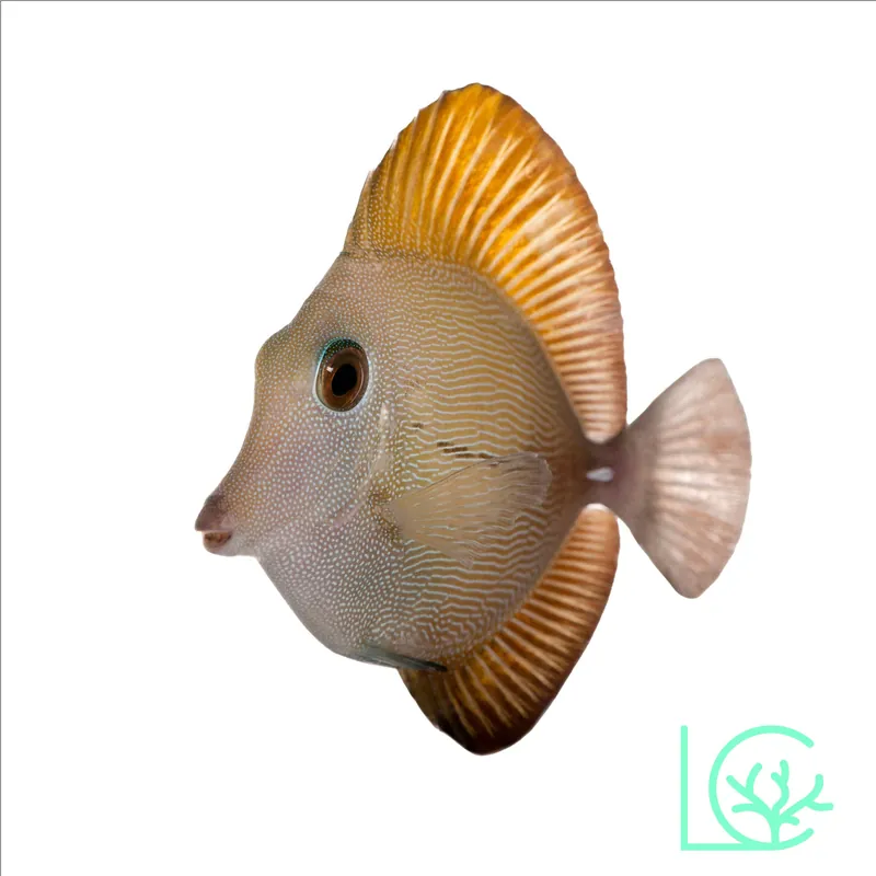 Scopas Tang - Lush