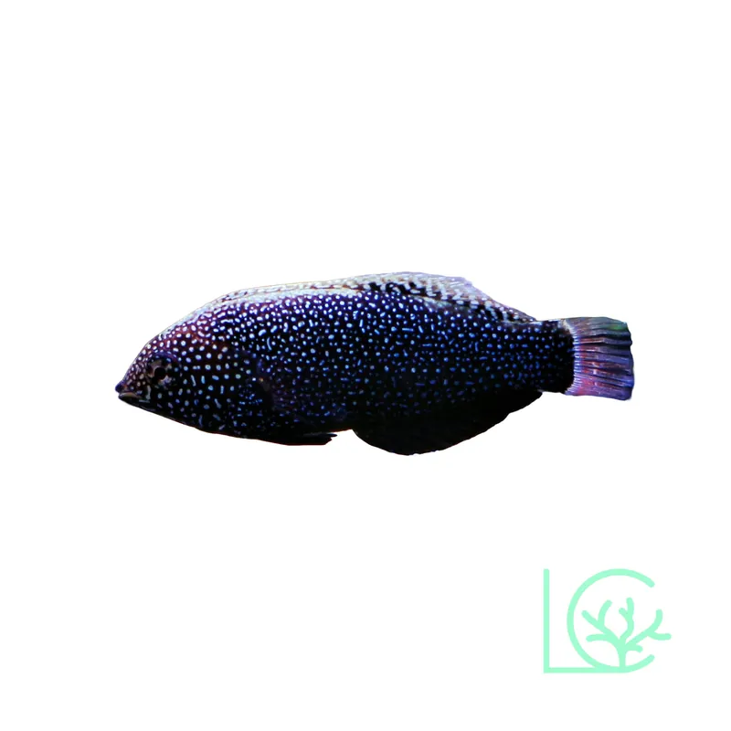Black Leopard Wrasse - Lush