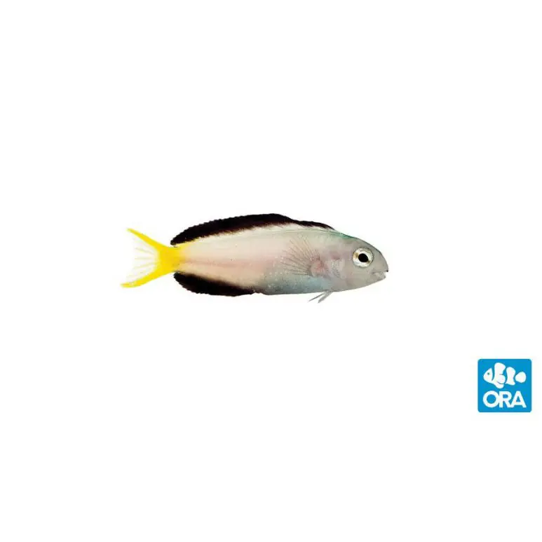 ORA Harptail Blenny