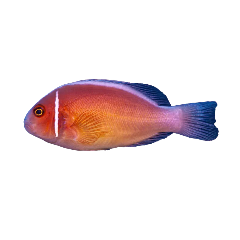 Pink Skunk Clownfish - ORA