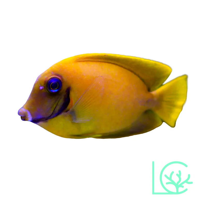 Lemon Peel Mimic Tang - Lush