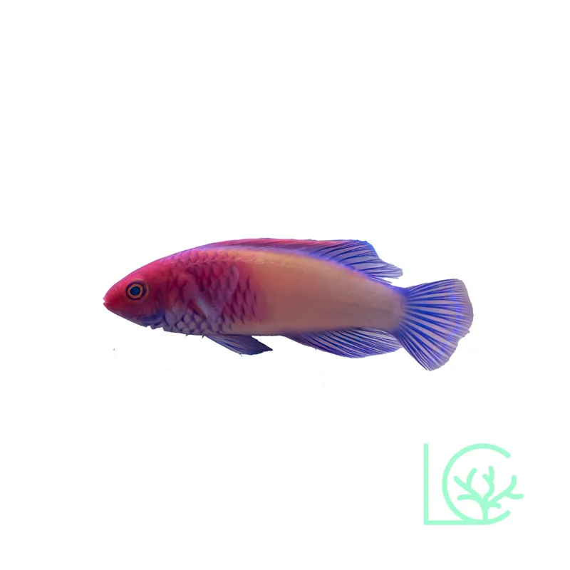 Red Velvet Fairy Wrasse - Lush