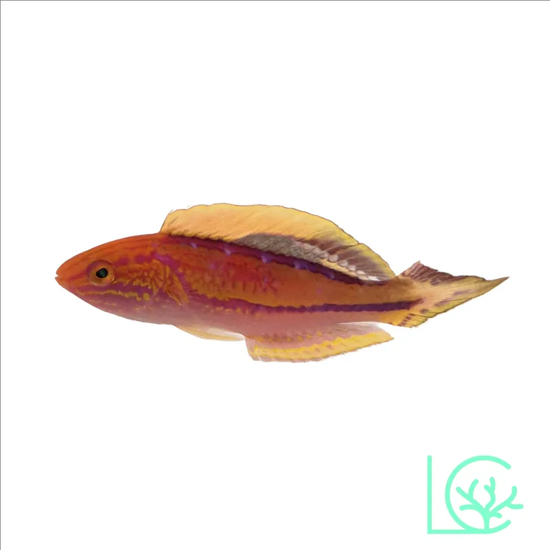 Splendid Pintail Fairy Wrasse - Lush