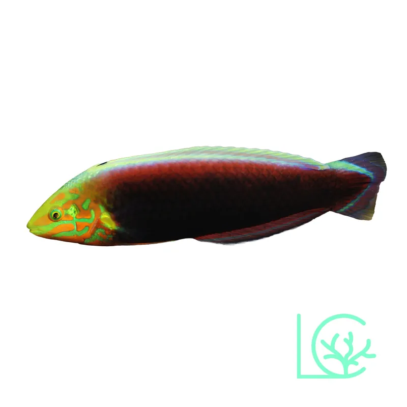 Radiant Wrasse - Lush
