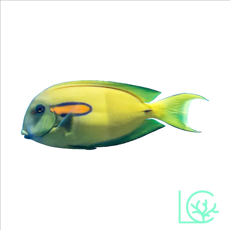 Orange Shoulder Tang - Lush