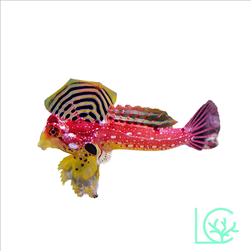 Ruby Red Dragonet - Lush