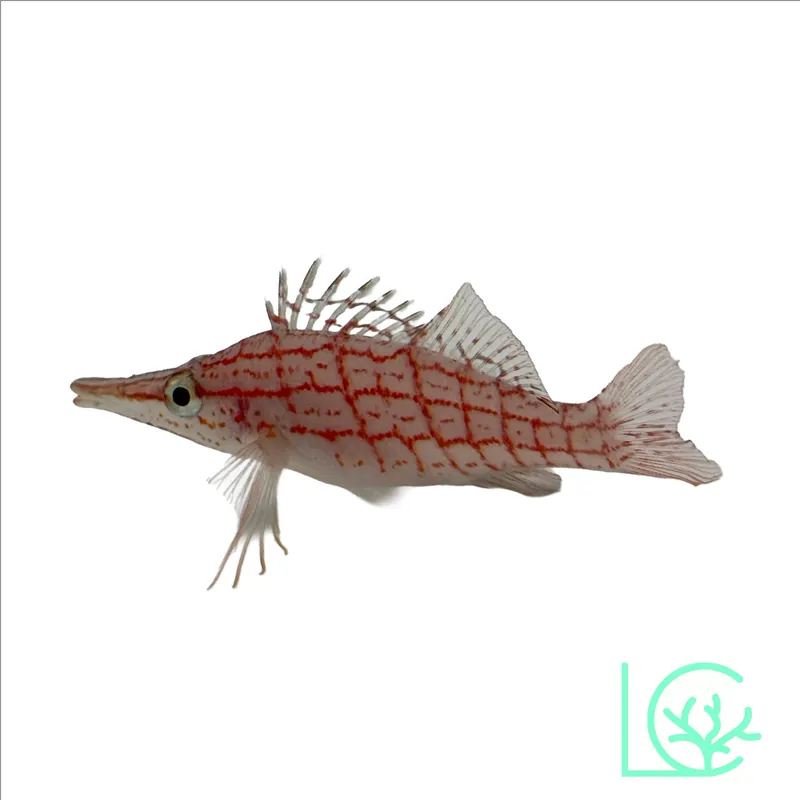 Longnose Hawkfish - Lush