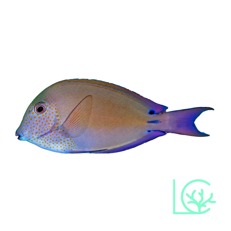Lavender Tang - Lush