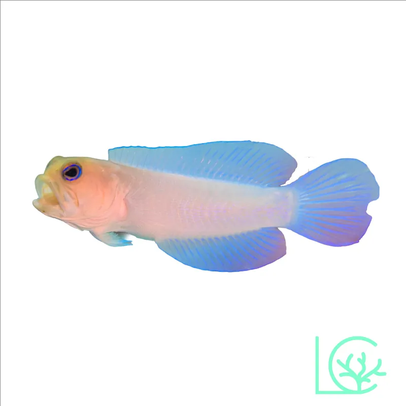 Pearly Yellowhead Jawfish - Lush
