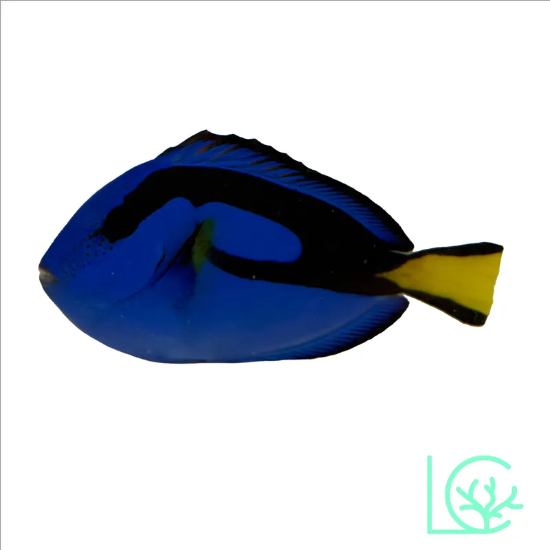 Blue Hippo Tang - Lush