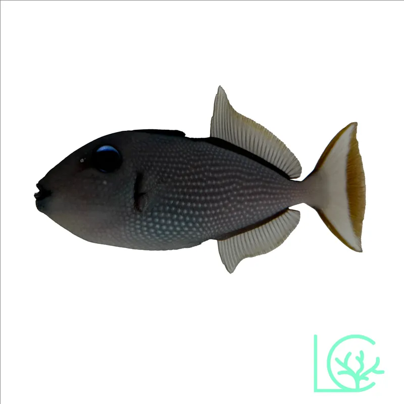 Blue Throat Trigger - Lush