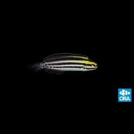 ORA Striped Blenny