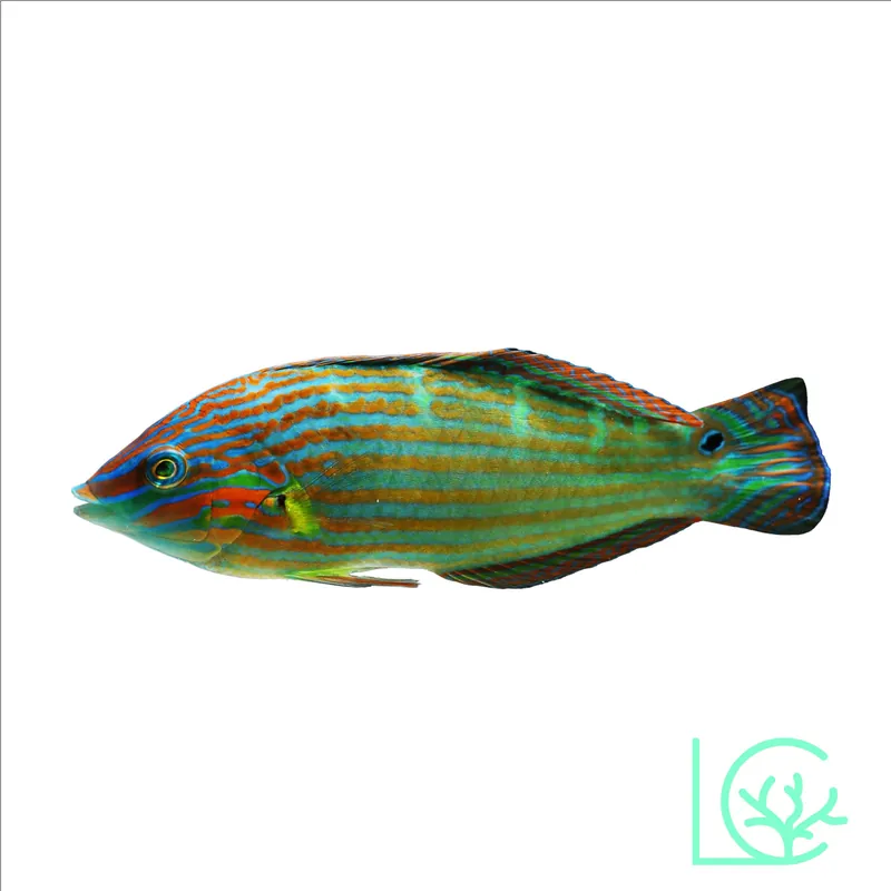 Melanurus Wrasse - Lush