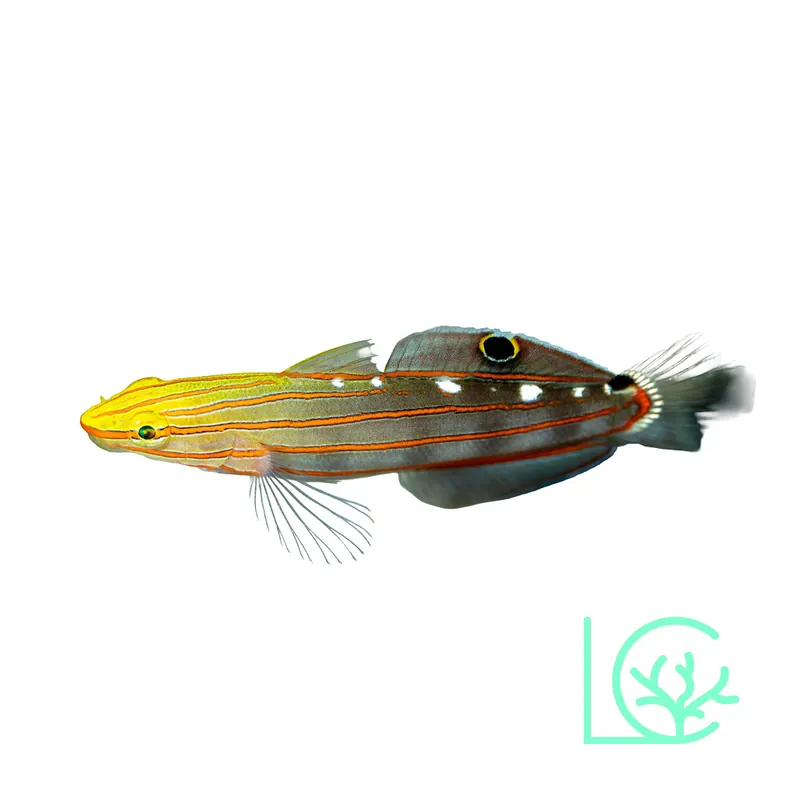 Court Jester Goby - Lush