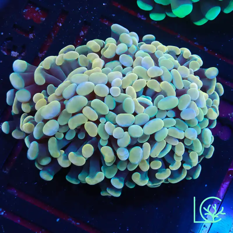 LC Holy Grail Cosmic Branching Hammer WYSIWYG - Lush