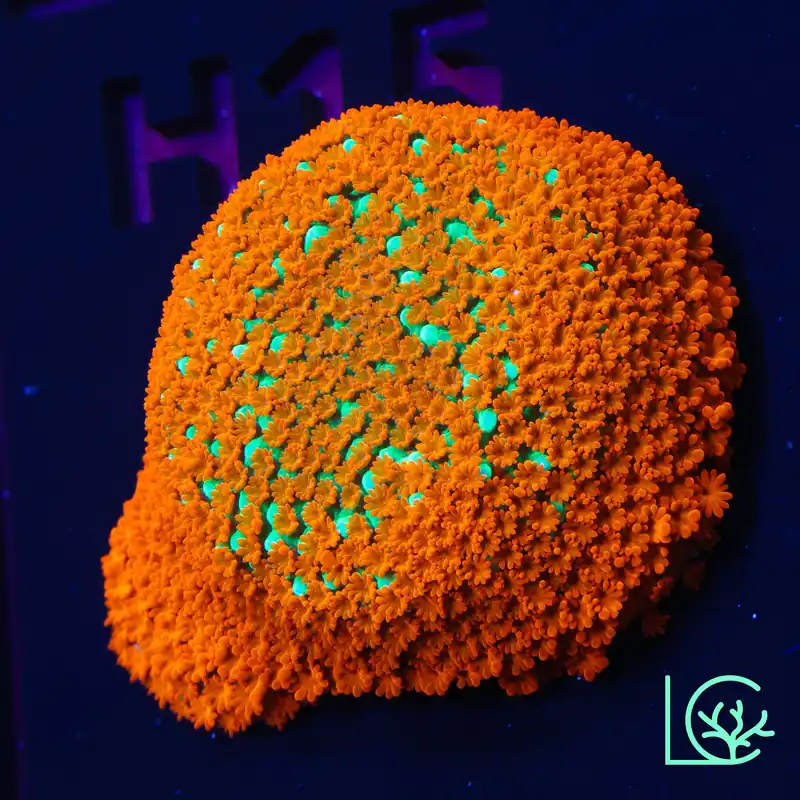 JF Aquaman Montipora WYSIWYG - Lush